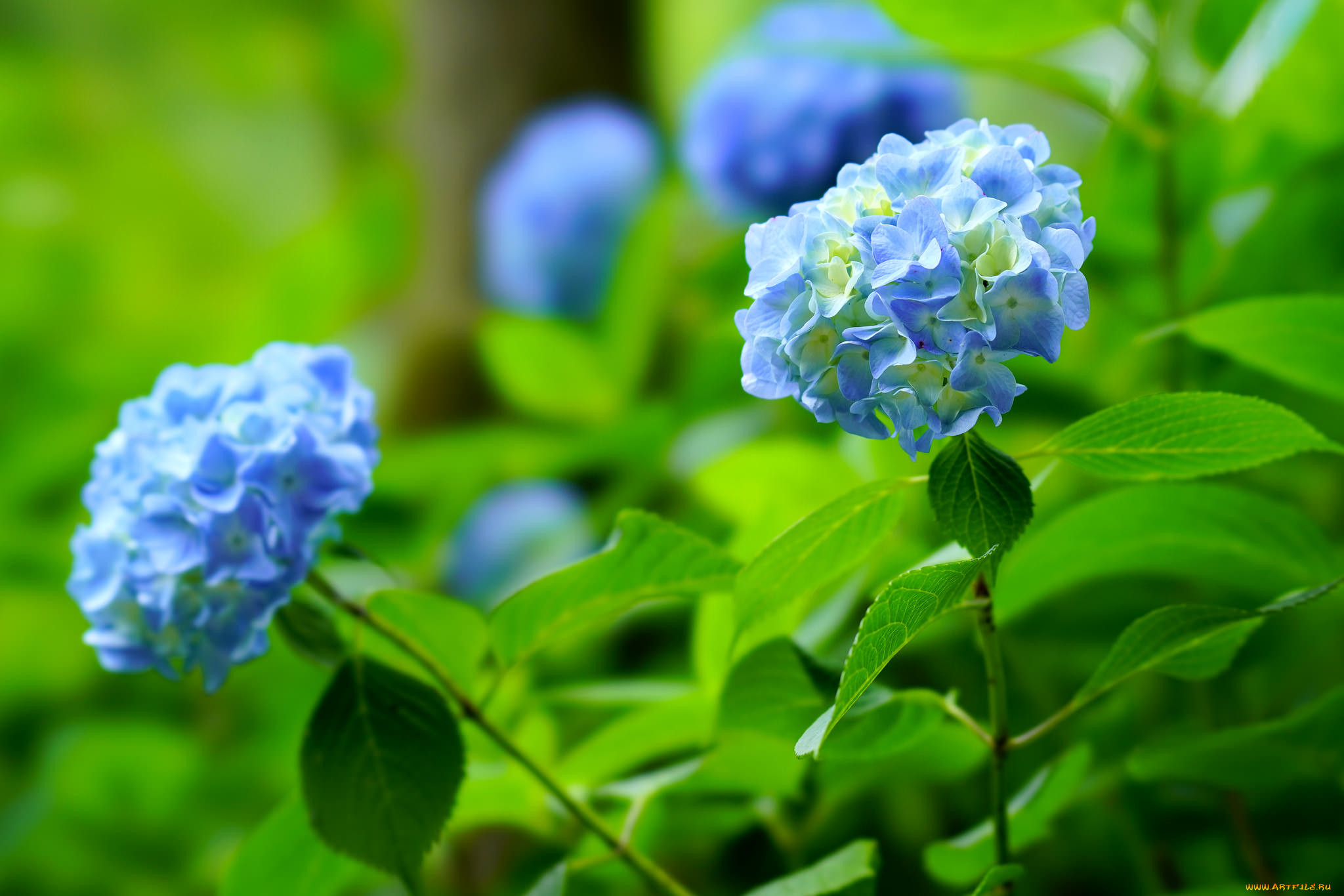 , , splendor, petals, flowers, blue, , , , , hydrangea